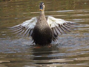 Eastern Spot-billed Duck 花島公園 Mon, 11/1/2021