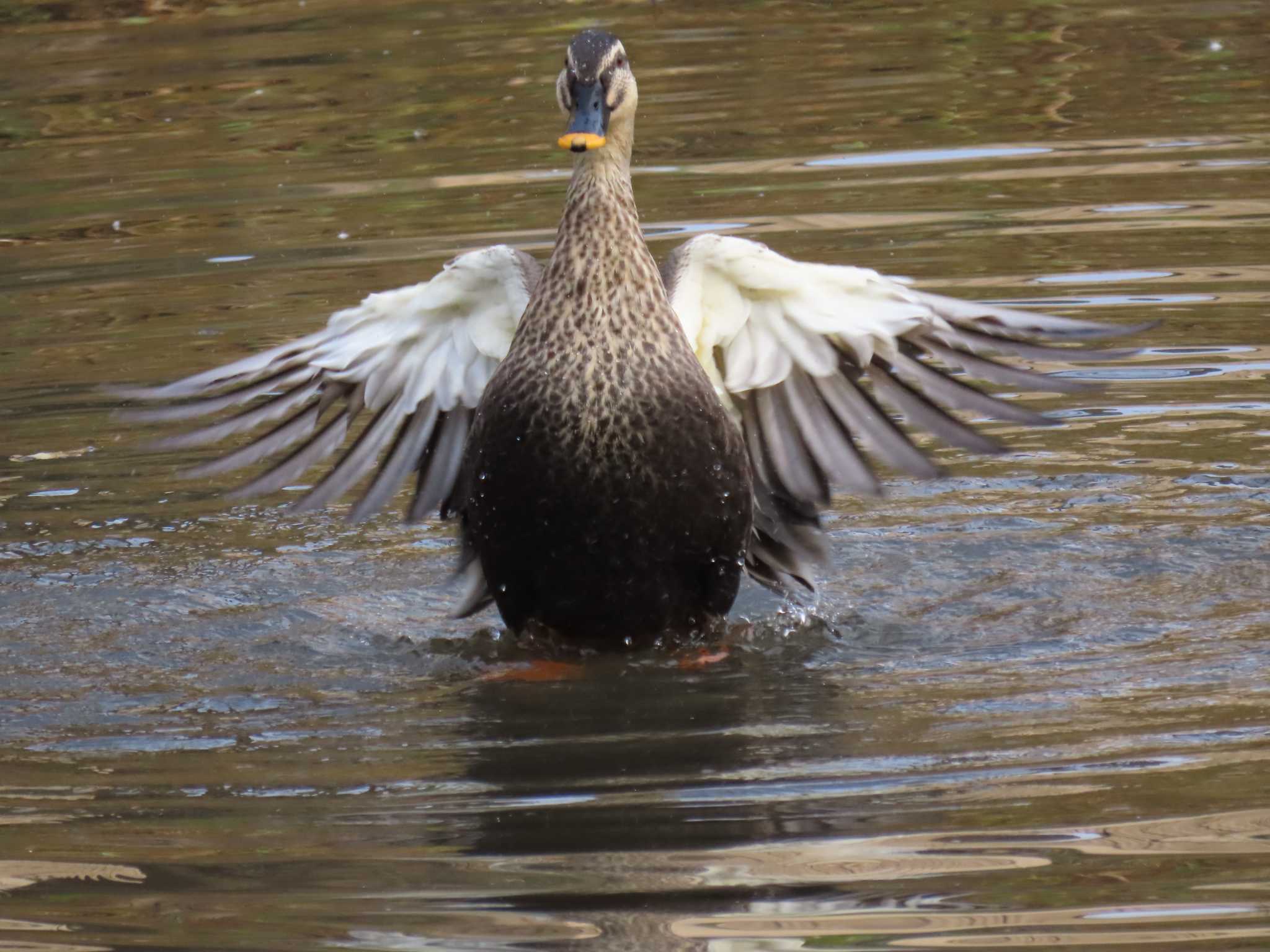 Photo of Eastern Spot-billed Duck at 花島公園 by 鰰