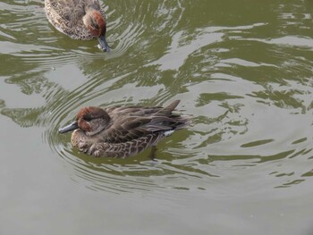 コガモ 花島公園 2021年11月1日(月)