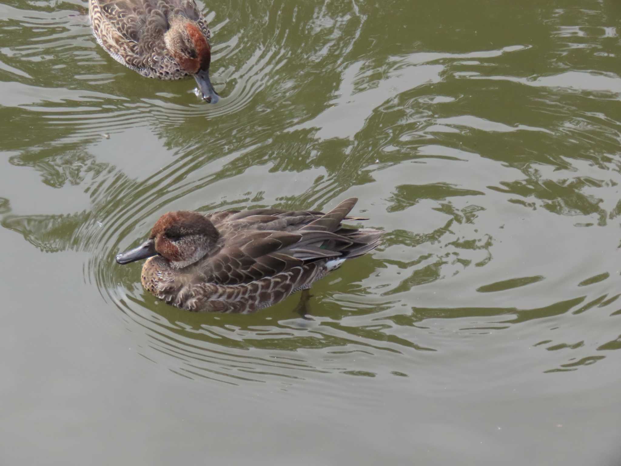 Eurasian Teal