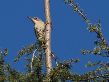 Japanese Green Woodpecker 狭山湖 Sat, 10/30/2021