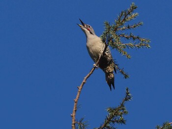 Japanese Green Woodpecker 狭山湖 Sat, 10/30/2021