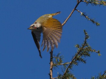 Japanese Green Woodpecker 狭山湖 Sat, 10/30/2021