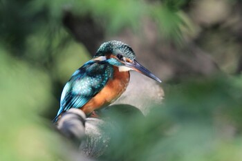 カワセミ 鶴舞公園(名古屋) 2021年10月29日(金)