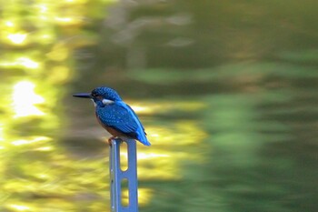 カワセミ 鶴舞公園(名古屋) 2021年10月29日(金)