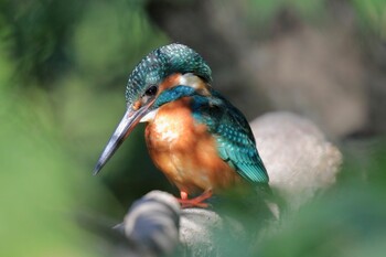 カワセミ 鶴舞公園(名古屋) 2021年10月29日(金)