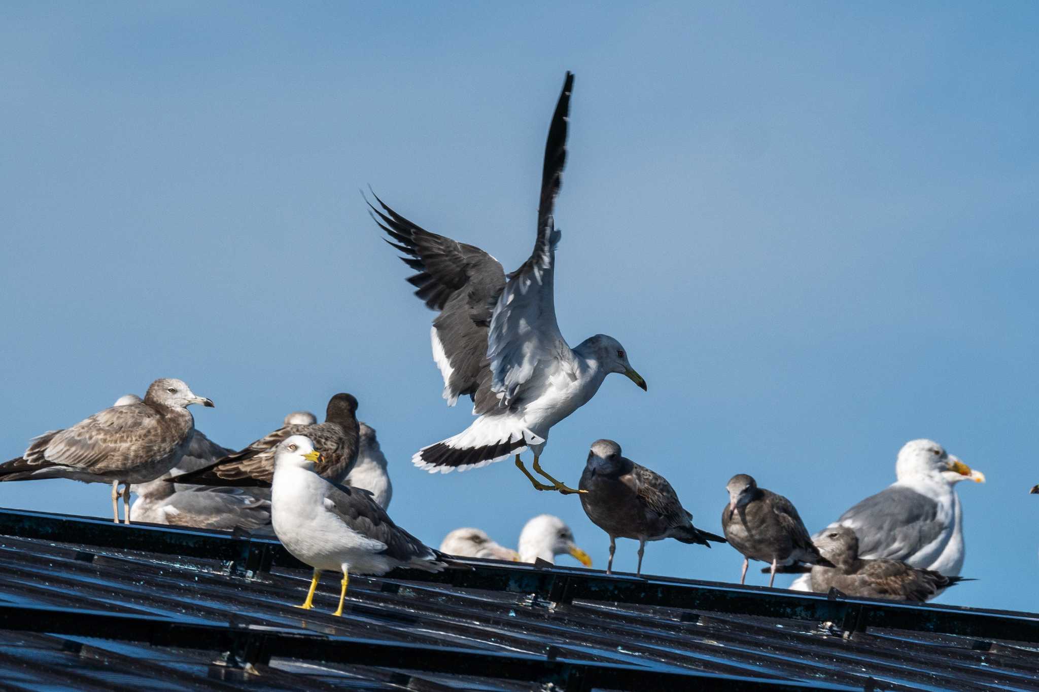 Black-tailed Gull