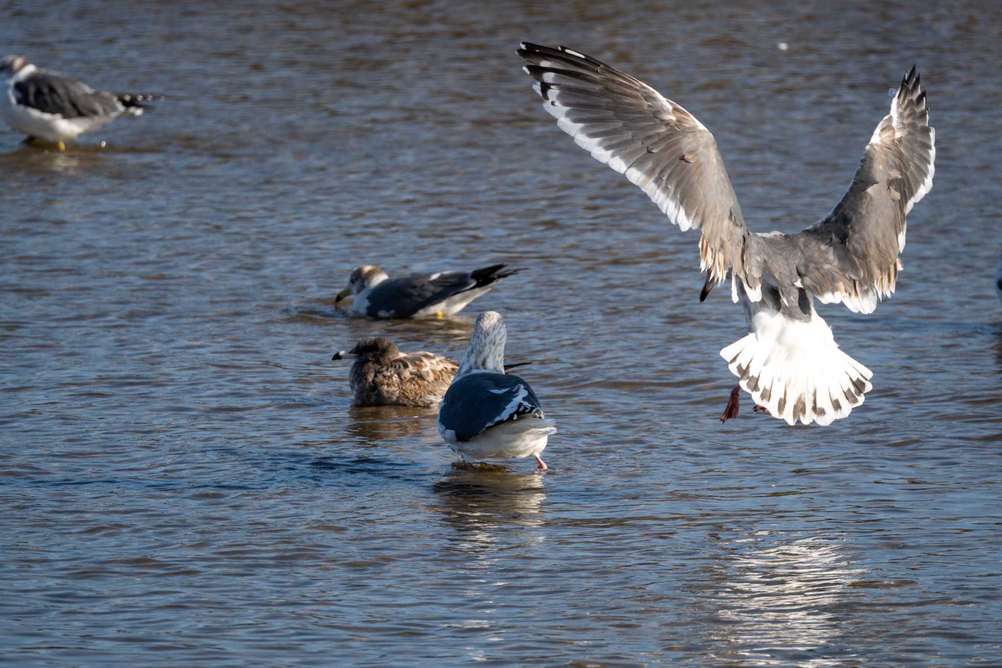 Black-tailed Gull