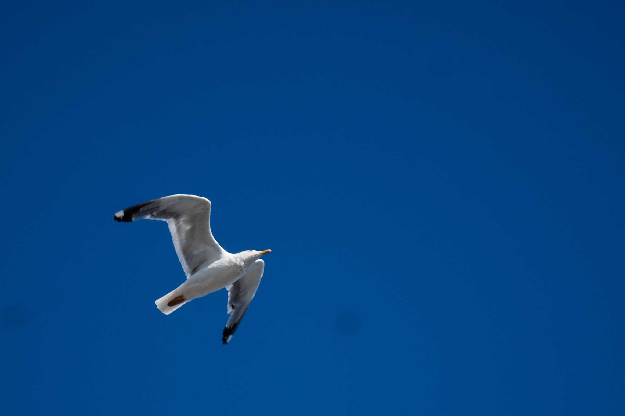 Slaty-backed Gull