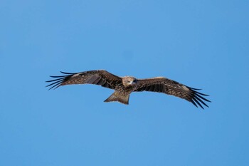 2021年10月30日(土) 氷見漁港の野鳥観察記録