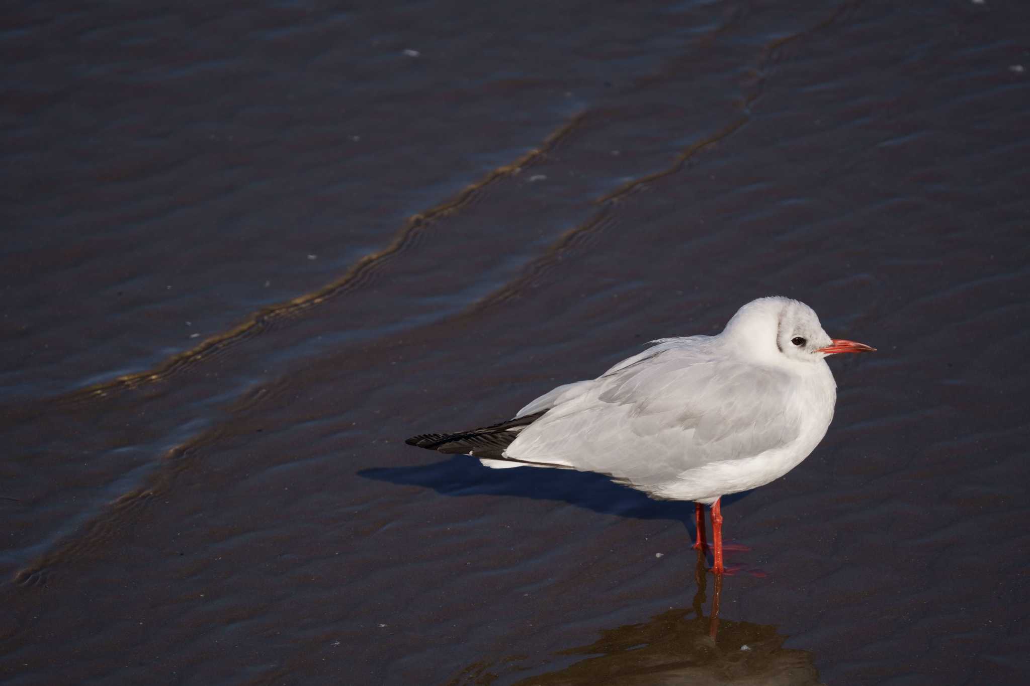 Black-headed Gull