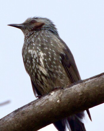 Brown-eared Bulbul 真駒内川 Sun, 10/31/2021