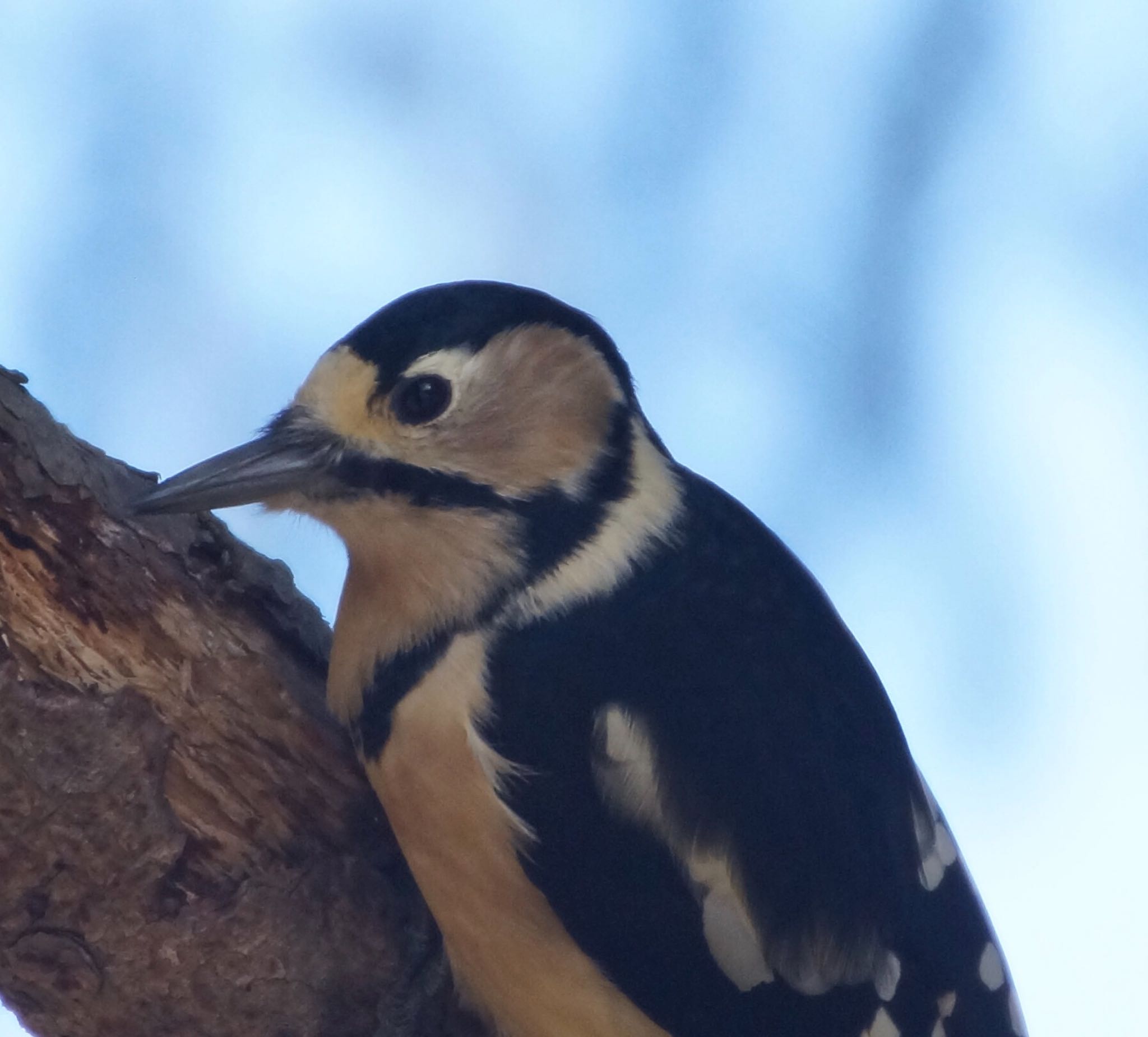 Photo of Great Spotted Woodpecker at Nishioka Park by xuuhiro