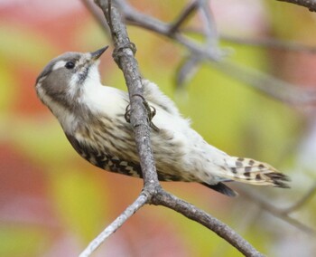 Japanese Pygmy Woodpecker Makomanai Park Mon, 11/1/2021