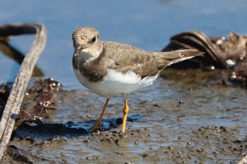 Long-billed Plover 稲敷市甘田干拓 Mon, 9/20/2021