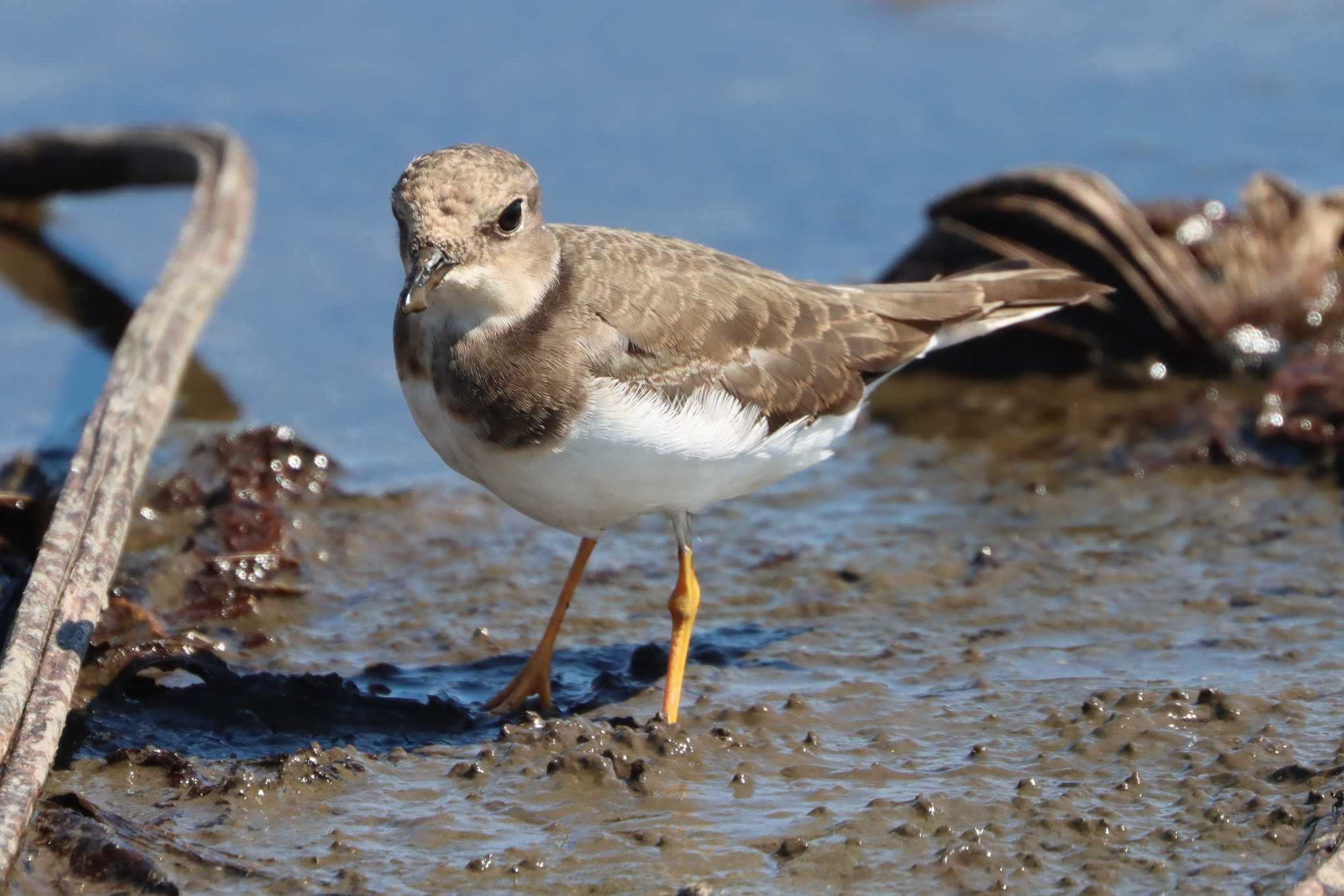 Long-billed Plover