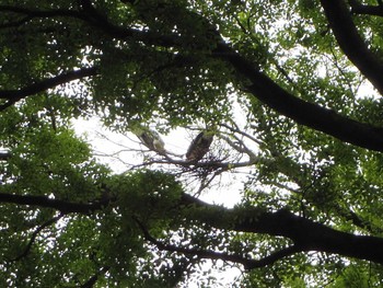 Grey Heron Kyoto Gyoen Sat, 5/6/2017