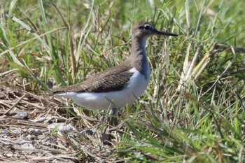 Common Sandpiper 稲敷市甘田干拓 Mon, 9/20/2021