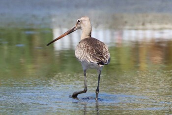 Black-tailed Godwit 稲敷市甘田干拓 Mon, 9/20/2021