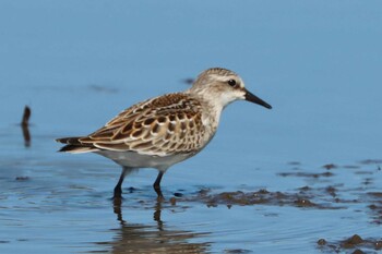 Red-necked Stint 稲敷市甘田干拓 Mon, 9/20/2021