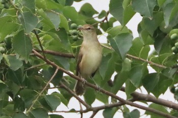 2021年9月12日(日) 境川遊水地公園の野鳥観察記録