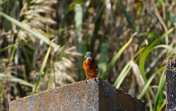 2021年11月1日(月) 大泉緑地の野鳥観察記録