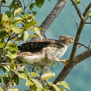 Crested Goshawk Radar Hill(Thailand, Prachuap Khiri Khan) Thu, 10/21/2021