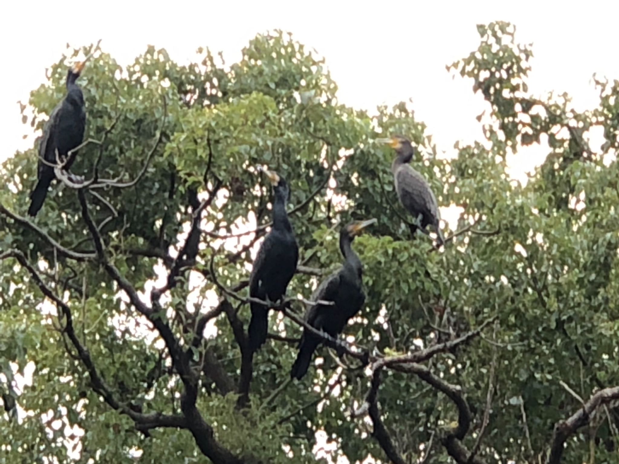 仙台堀川公園(江東区) カワウの写真 by のぐち