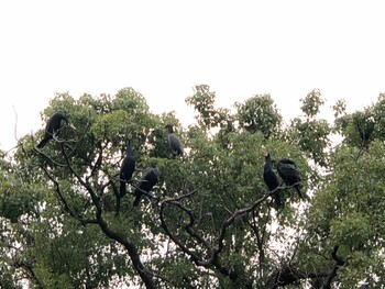 2021年11月1日(月) 仙台堀川公園(江東区)の野鳥観察記録