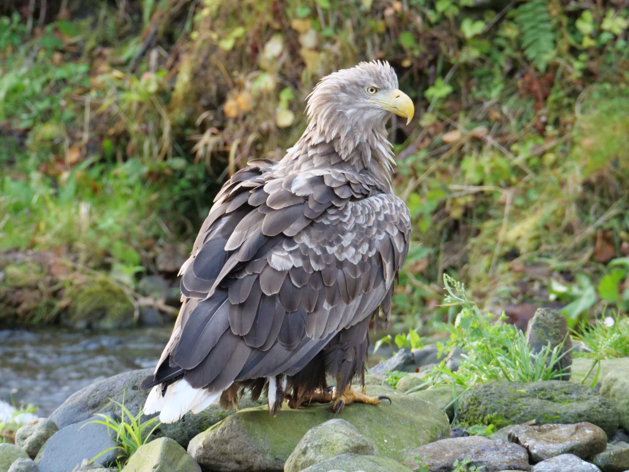 White-tailed Eagle