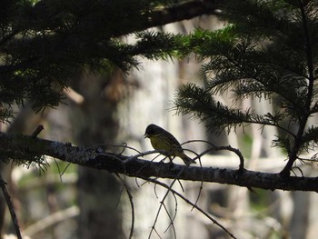 神奈川県立21世紀の森の野鳥情報 バードウォッチングならzoopicker