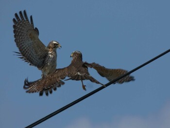 Grey-faced Buzzard Yoron Island Mon, 11/1/2021