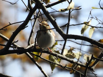 2021年10月30日(土) 戦場ヶ原の野鳥観察記録