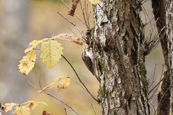 Sun, 10/31/2021 Birding report at Togakushi Forest Botanical Garden