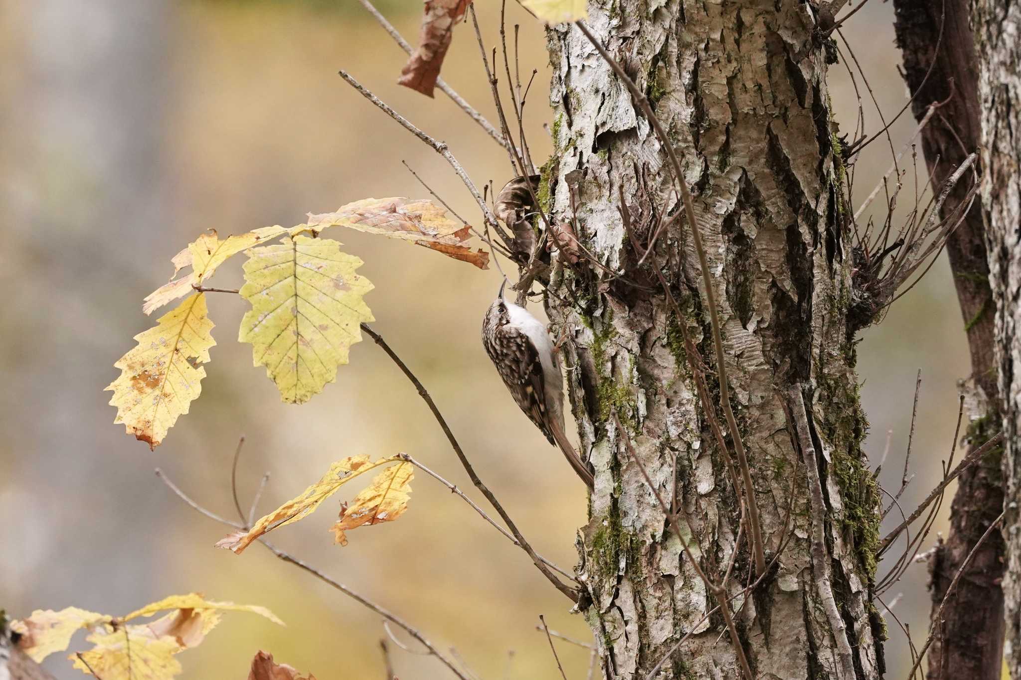 Eurasian Treecreeper