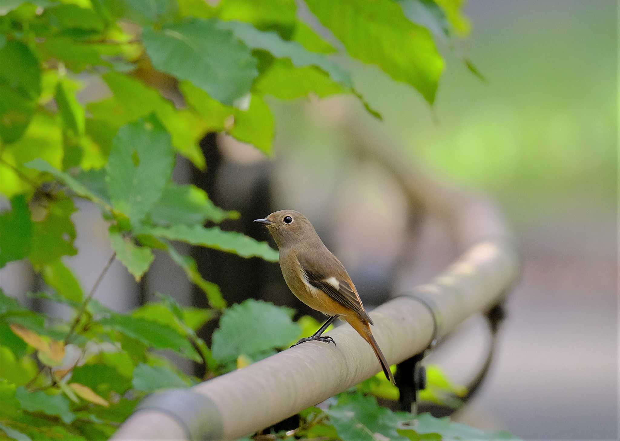 東京都立桜ヶ丘公園(聖蹟桜ヶ丘) ジョウビタキの写真