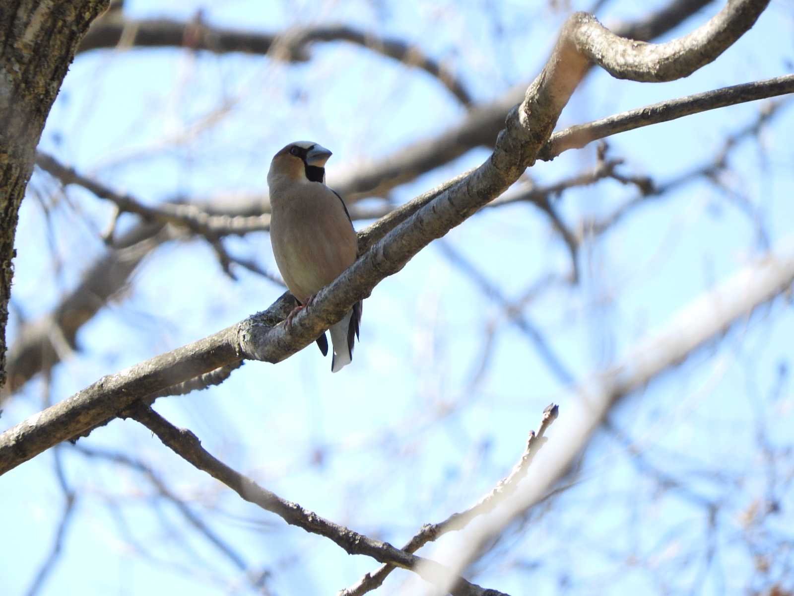 Hawfinch