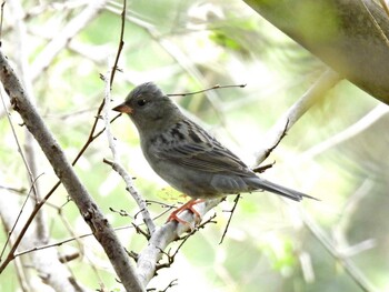 Grey Bunting 各務野自然遺産の森 Mon, 11/1/2021