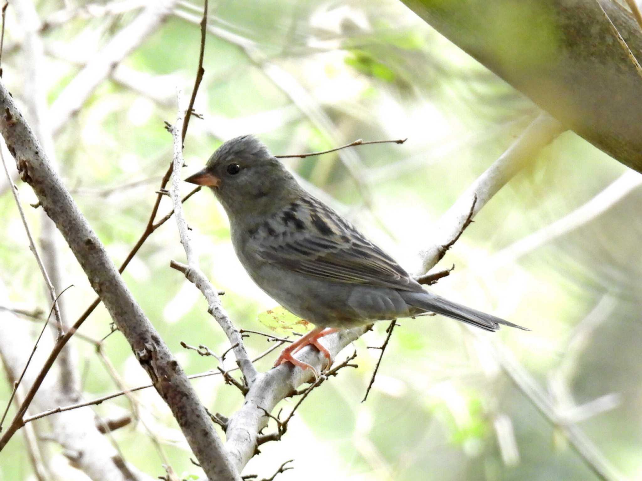 Photo of Grey Bunting at 各務野自然遺産の森 by 寅次郎