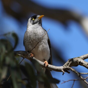 Noisy Miner Westerfolds park Sun, 10/31/2021