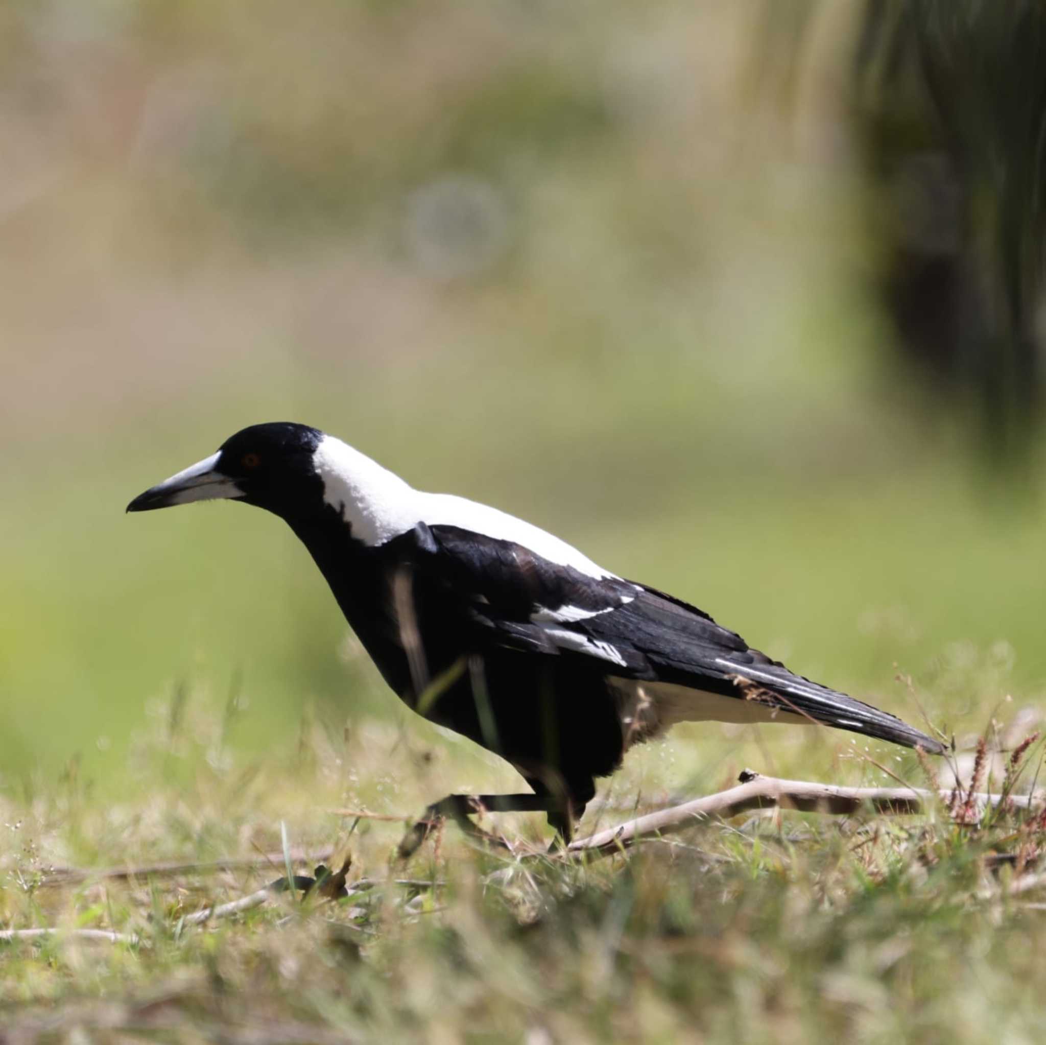 Photo of Australian Magpie at Westerfolds park by Mororo