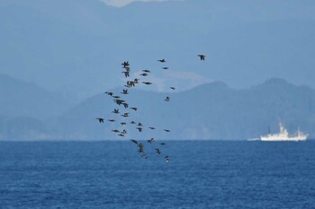 ハシビロガモ 大洗-苫小牧航路 2021年10月22日(金)