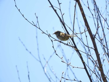 未同定 キトウシ森林公園 2016年5月6日(金)