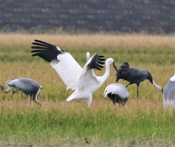 Siberian Crane Izumi Crane Observation Center Sat, 10/30/2021