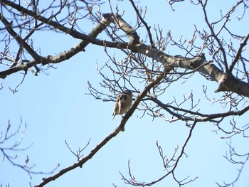 未同定 キトウシ森林公園 2016年5月6日(金)