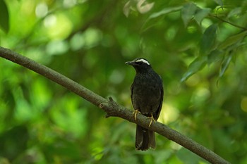 Siberian Thrush Osaka castle park Fri, 5/5/2017