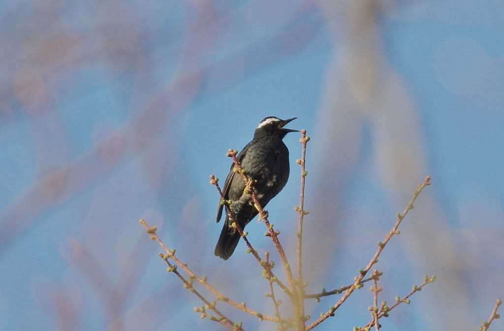 Photo of Siberian Thrush at  by くまのみ