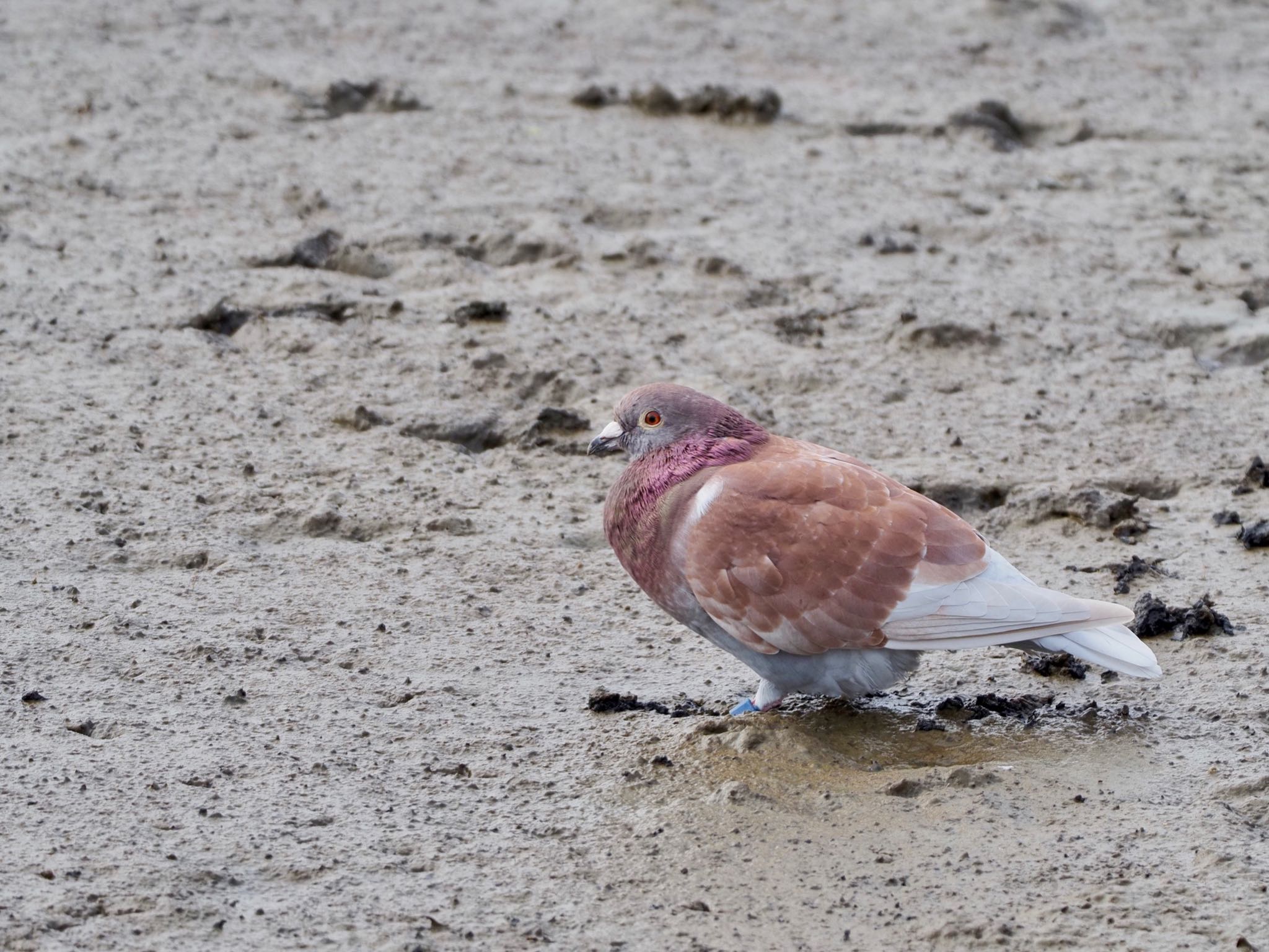 足環ついてるね？伝書鳩？