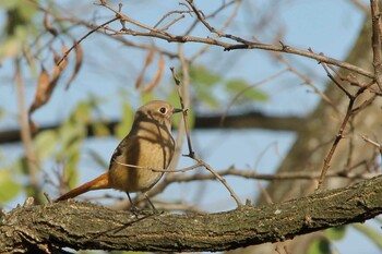 Daurian Redstart 安曇野 Sun, 10/31/2021