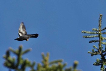 Siberian Thrush Unknown Spots Fri, 5/5/2017